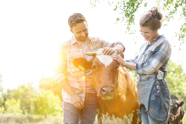 微笑的夫妇站在与牛在农场 — 图库照片