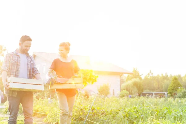 Happy Couple Talking While Holding Vegetable Crates Farm — ストック写真