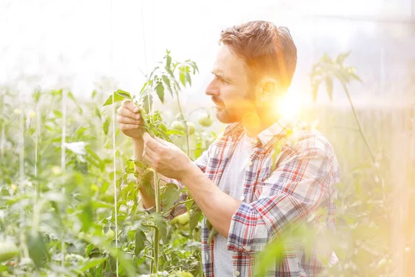 Landwirt Untersucht Tomaten Gewächshaus — Stockfoto