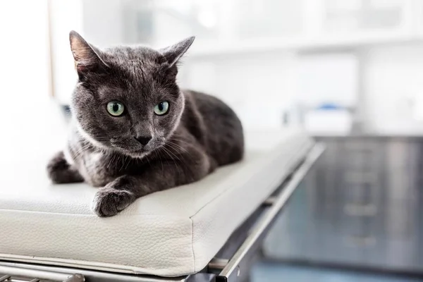 Photo Russian Blue Cat Bed Veterinarian Clinic — Stock Photo, Image