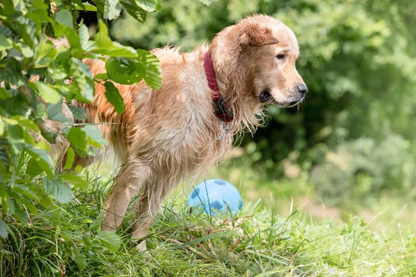 Widok Boku Golden Retriever Przez Rośliny Trawie Parku — Zdjęcie stockowe