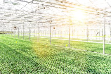 Modern sera büyüyen yeşil otlar