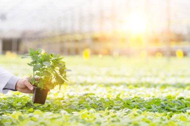 Yetiştirme odasında fideleri tutan olgun bir sahibin kırpılmış resmi.