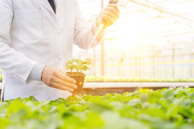 Erkek biyokimyacı pipet fide bitki Kreş kullanma