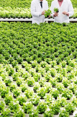 Bitki yetiştirme odasında dikilen erkek bilim adamı bitkileri inceliyor.