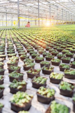 Genç kadın botanikçi otlar bitki Kreş incelenmesi