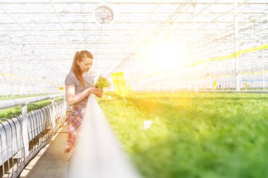 Bitki yetiştirme odasında bitki tohumlarını inceleyen kadın botanikçi.