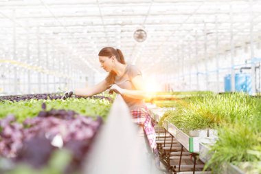 Bitki yetiştirme odasında bitki tohumlarını inceleyen kadın botanikçi.