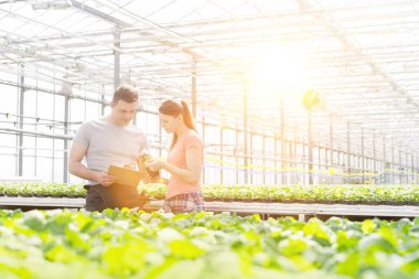 Kendine güvenen erkek ve dişi botanikçiler ot fide bitki Kreş üzerinde tartışıyor