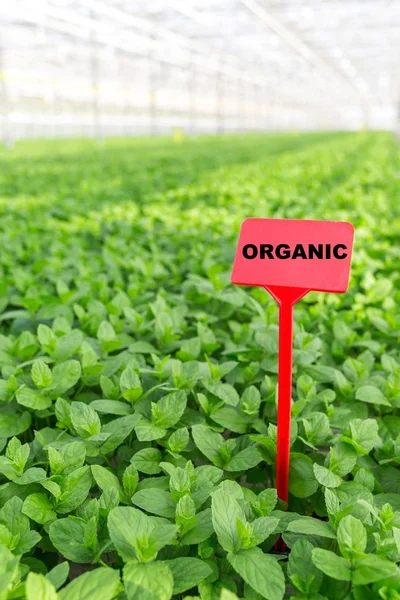 Étiquette Avec Signe Biologique Milieu Des Herbes Poussant Serre — Photo