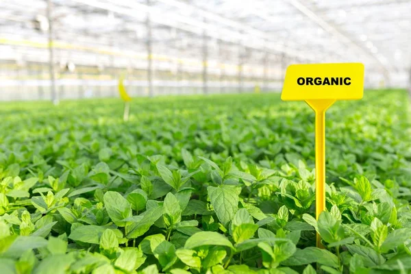 Štítek Organickým Znakem Uprostřed Bylin Rostoucí Skleníku — Stock fotografie
