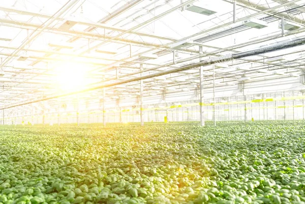 Hierbas Verdes Creciendo Invernadero Moderno — Foto de Stock