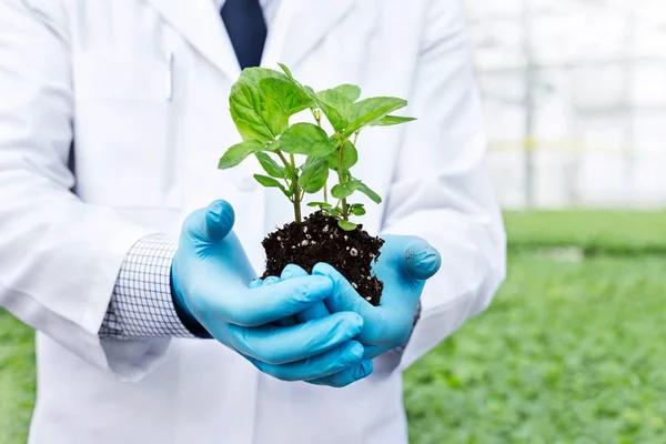 Cropped Image Mature Owner Holding Seedling Plant Nursery — Stock Photo, Image