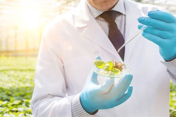 Mannelijke Biochemicus Pipetteer Met Zaailing Plant Kwekerij — Stockfoto