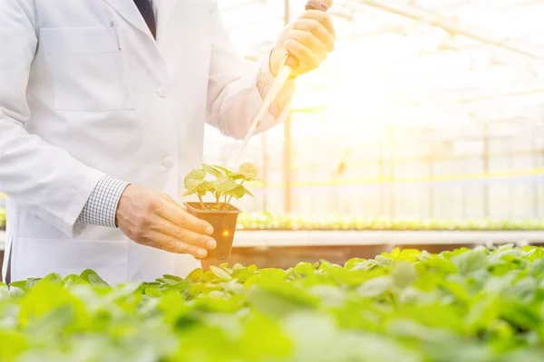 Mężczyzna Biochemik Pomocą Pipety Rozsady Szkółce Roślin — Zdjęcie stockowe