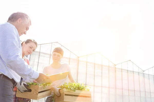 Mature Male Biochemist Discussing Female Coworkers Greenhouse — Stock Photo, Image