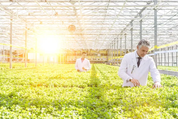 Självsäker Mogen Manlig Forskare Som Undersöker Örter Stående Plantskolan — Stockfoto