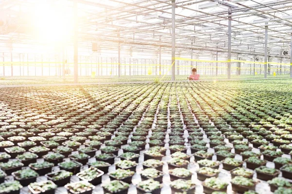 Joven Botánica Examinando Hierbas Vivero Plantas — Foto de Stock