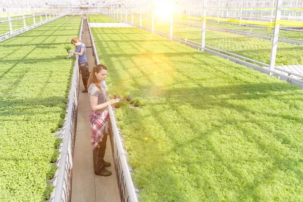 ハーブ苗の植物を調べる女性植物学者 — ストック写真