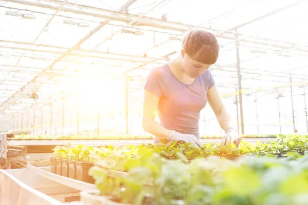 Joven Botánica Examinando Hierbas Vivero Plantas —  Fotos de Stock