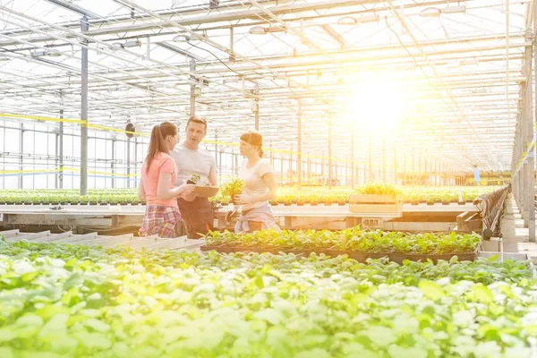 Botanists Discussing While Standing Amidst Seedlings Greenhouse — Stock Photo, Image