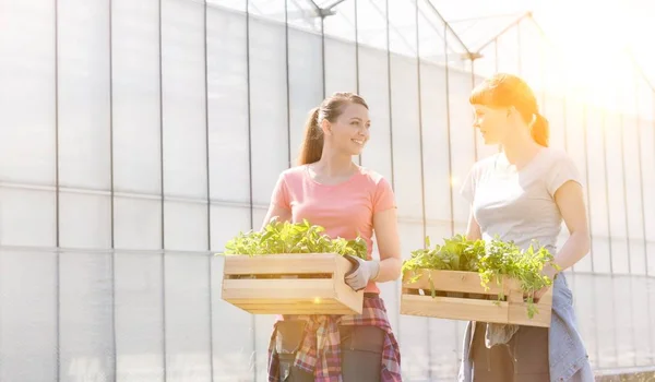 Smiling Female Botanists Carrying Plants Wooden Crates Greenhouse — Stock Photo, Image