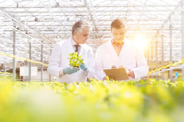 Självsäker Mogen Manlig Forskare Som Undersöker Örter Stående Plantskolan — Stockfoto
