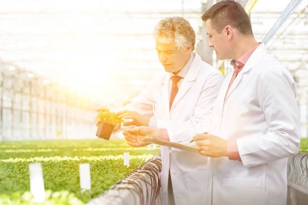 自信成熟的男性科学家站在苗圃中检查草药 — 图库照片