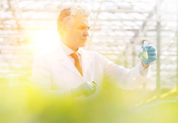 Male Biochemist Using Pipette Seedling Plant Nursery — Stock Photo, Image