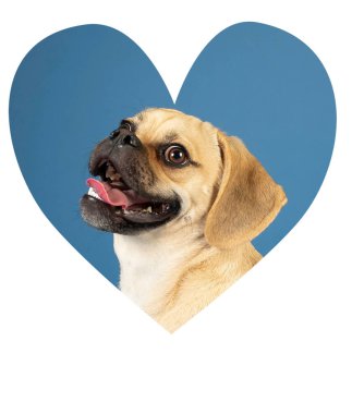 Genç, tapılası mutlu puggle 'ın portresi