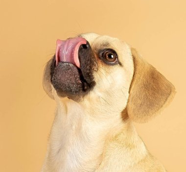 Küçük tatlı puggle 'ın portresi dilini çıkarırken yemek için heyecanlanıyor.