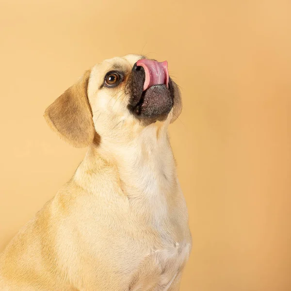 Portret Uroczej Puggle Jest Podekscytowany Jedzenia Smakołyków Podczas Wystawania Jego — Zdjęcie stockowe