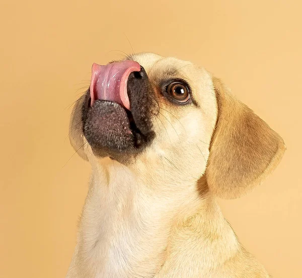 Retrato Puggle Pequeno Bonito Sendo Animado Para Comer Guloseimas Enquanto — Fotografia de Stock