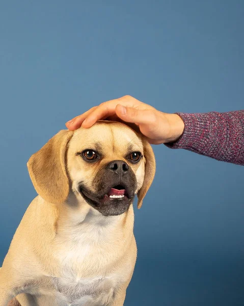 Retrato Puggle Adorável Jovem Amoroso Esfrega Cabeça Seu Proprietário — Fotografia de Stock