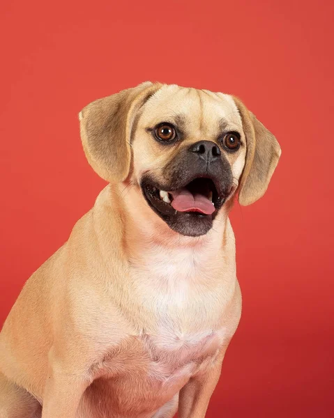 Portrait Young Adorable Puggle — Stock Photo, Image