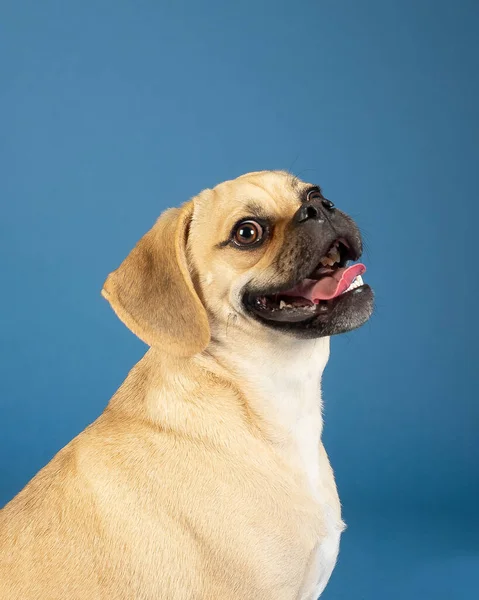 Porträt Der Jungen Entzückenden Glücklichen Puggle — Stockfoto