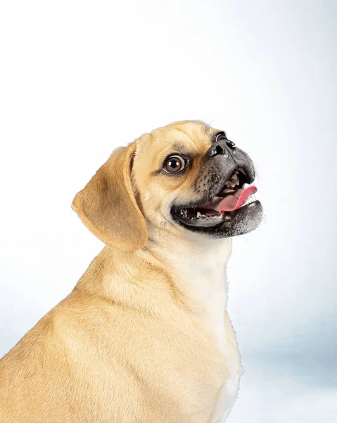 Portrait Young Adorable Happy Puggle — Stock Photo, Image