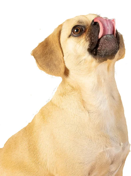 Portrait Cute Little Puggle Being Excited Eat Treats While Sticking — Stock Photo, Image