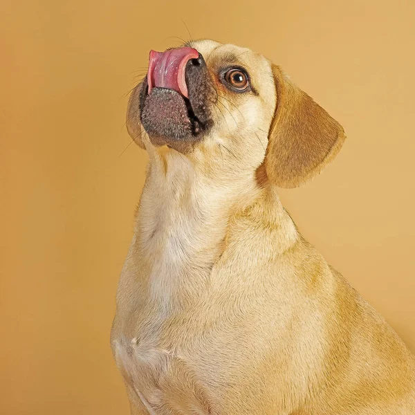 Portrét Roztomilé Malé Puggle Nadšený Jíst Pochoutky Při Vystrkování Jeho — Stock fotografie