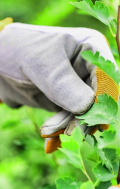 Bahçıvanın bahçe dükkanında kürek tutarken eldiven giydiği yere yakın durun.