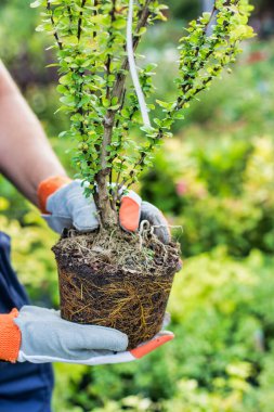 Dükkandaki fabrikayı gösteren bahçıvanın kapağı.