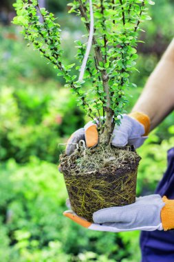 Yetişkin bahçıvanın dükkandaki planlarını göster.