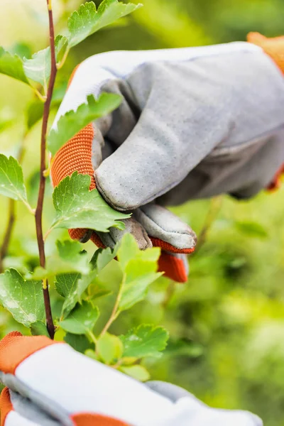 园艺师密切留意植物的叶子 — 图库照片