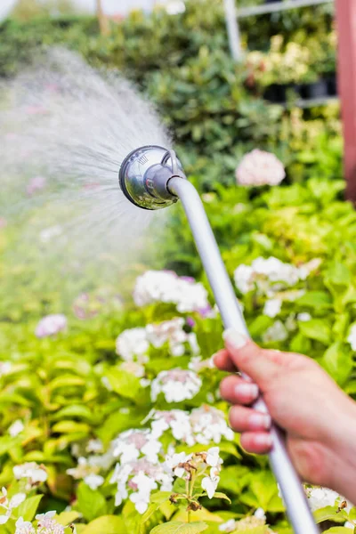 ガーデンショップでの女性庭師散水植物の閉鎖 — ストック写真