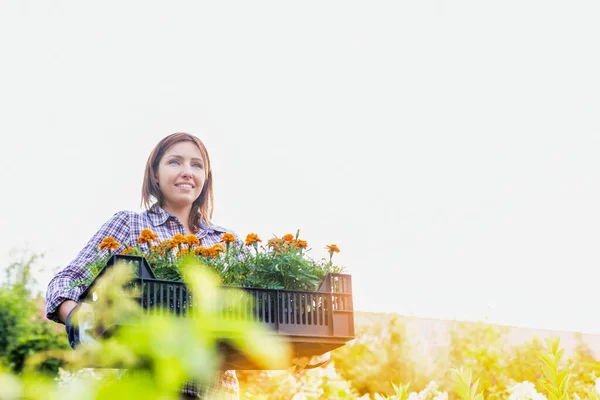Retrato Una Jardinera Madura Llevando Flores Cajón Tienda —  Fotos de Stock