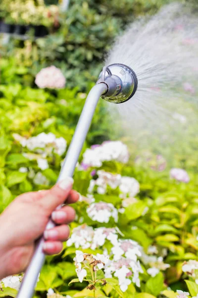 Close Female Gardener Watering Plants Using Hose Garden Shop — Stock Photo, Image