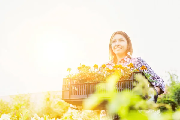 Retrato Jardinero Maduro Llevando Flores Caja Con Destello Lente Fondo —  Fotos de Stock