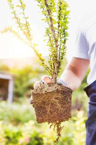 Gros Plan Jardinier Mature Montrant Les Plans Dans Boutique — Photo