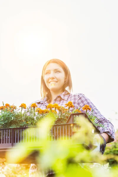 Portrait Mature Gardener Carrying Flowers Crate Lens Flare Background — Stock Photo, Image