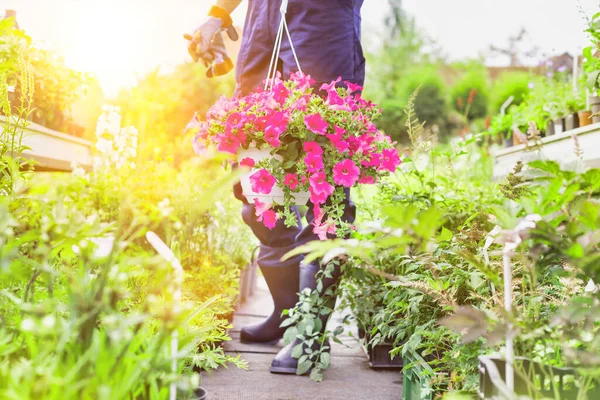 Πορτρέτο Του Ώριμου Αρσενικού Κηπουρού Που Μεταφέρει Λουλούδια Στην Κατσαρόλα — Φωτογραφία Αρχείου